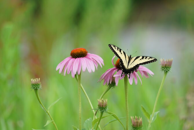 A yellow butterfly resting on pink wildflowers.