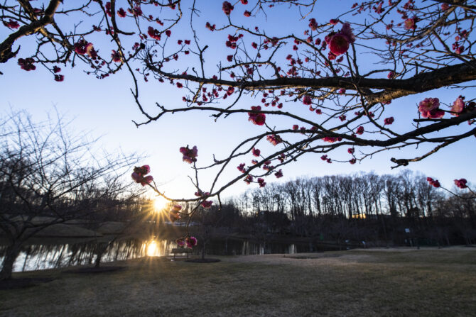 Tree branches with pink cheery blossoms frame a sunset over a small pond and open grassy area, with trees in the distance under a clear blue sky.